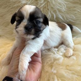 Mr. Cinnamon Mustache-AKC Champion Bloodline - Gold and white male Shih Tzu puppy in Long Beach, California from Prieto Shih-Tzu's
