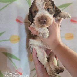 Boy 5 HUCKLEBERRY - Red and white male English Springer Spaniel puppy in Saginaw, Michigan from Kemerer Springers