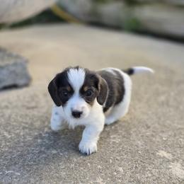 Girl 3 - female Dachshund puppy in Elma, Iowa from Iowa Dachshunds