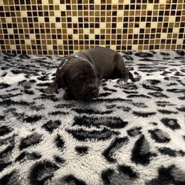 Light blue collar - Black female Great Dane puppy in Ider, Alabama from Sand Mountain Danes LLC