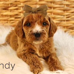 Brandy - Red  female Goldendoodle puppy in Casa Grande, Arizona from AzDoodle Dandies