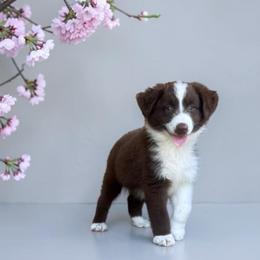 Sunday Blair - Red tri-color female Australian Shepherd puppy in Statesville, North Carolina from Charming Australian Shepherds