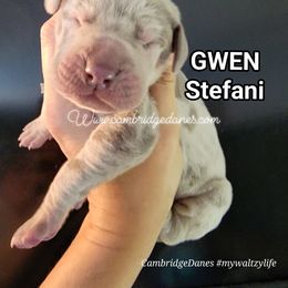 Great Dane Puppies from Cambridge Danes House of Great Danes