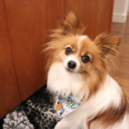Papillons from DogBond Papillons