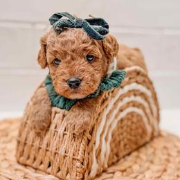 Jenny - Red  female Goldendoodle puppy in Iola, Texas from Supreme Doodles of Texas