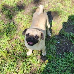 Jia - Pug
