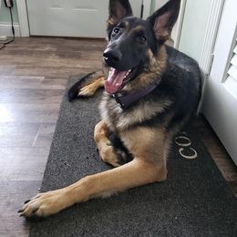 German Shepherd Puppies from Sandy’s Shepherds