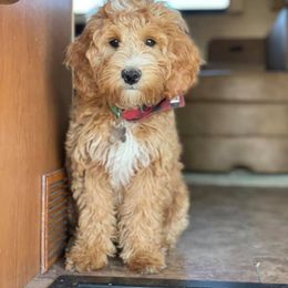Goldendoodle Puppies from Salty River Doodles