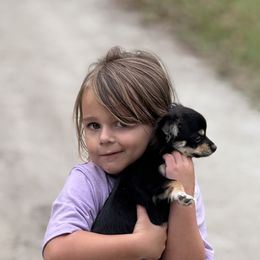 Chihuahuas from Funnyface Frenchies & Long Haired Chihuahuas