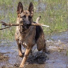 German Shepherds from Treuen German Shepherds