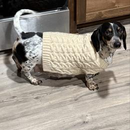 Lettie - Dachshund