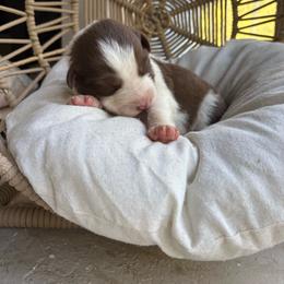 Marisabell - Red tri-color female Australian Shepherd puppy in Grants Pass, Oregon from Carmel Mountain Aussies