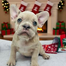 Peanut - Liver female French Bulldog puppy in Amarillo, Texas from Bomb City Bulldogs