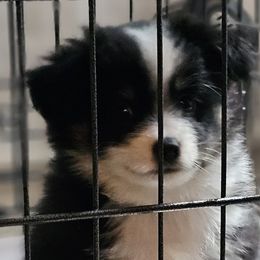 Miniature Australian Shepherds from Scearce breeders