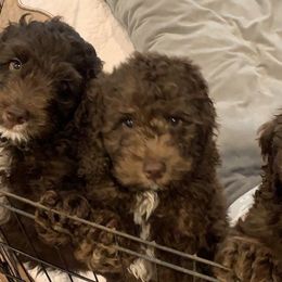 Australian Labradoodles from South Point Labradoodles