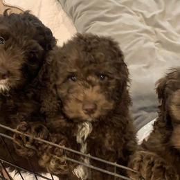 Australian Labradoodles from South Point Labradoodles