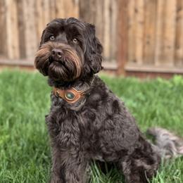 Charlie - Australian Labradoodle