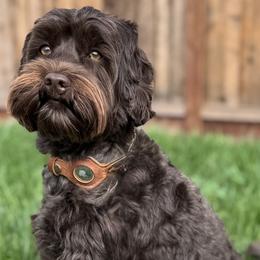 Charlie - Australian Labradoodle