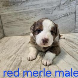 Mya red - Red merle male Australian Shepherd puppy in Arbela, Missouri from County Line Aussies
