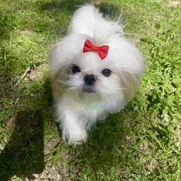 Hailey - Shih Tzu