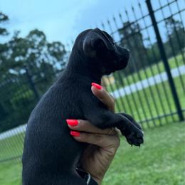 Kyle - Black and white male Rat Terrier puppy in Magnolia, Texas from Hillyard Ranch