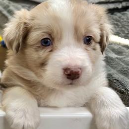 Icy - Red merle female Australian Shepherd puppy in Texas from Legendary Canines