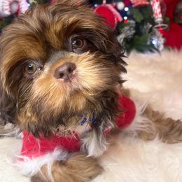Boy 1 - Brindle and white Shih Tzu puppy in Norwalk, California from Shitz Show