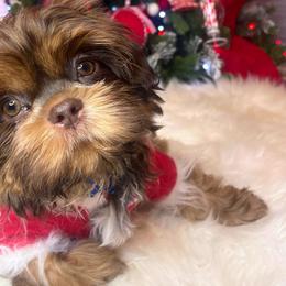 Boy 1 - Brindle and white Shih Tzu puppy in Norwalk, California from Shitz Show