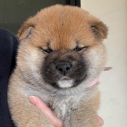 Ume - Red female Shiba Inu puppy in Roseville, California from Tokubetsuna Shibas