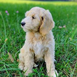 Nougat - Cream male Australian Labradoodle puppy in Harrisonburg, Virginia from Crown Doodles