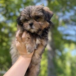 Mal-Shi, Maltese, Maltipoo, Poodle, and Shih Tzu Puppies from Joy-Fur Puppies