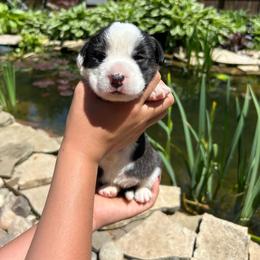 Poppy(magenta collar) - Black and white female Cardigan Welsh Corgi puppy in Clio, Michigan from Old Oak Cardigans