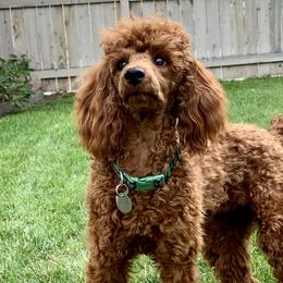 Karma - Poodle
