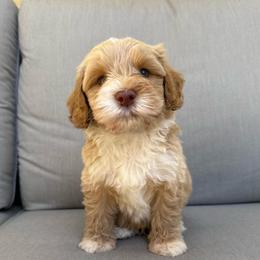 Red collar boy - Caramel male Australian Labradoodle puppy in Orcutt, California from Sweet Home Labradoodles