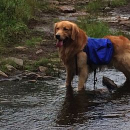Golden Retriever All Grown Up from South Wind Kennel