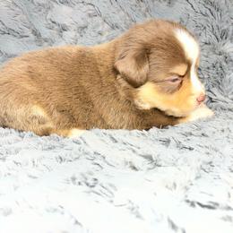 Boots - Red tri male Miniature Australian Shepherd puppy in Alabama from SBA Aussies