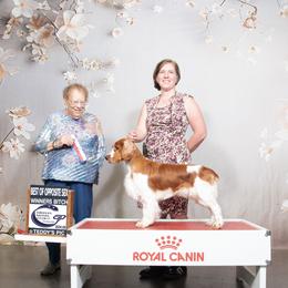 Echo - Welsh Springer Spaniel