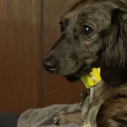 Jellybean - Dachshund