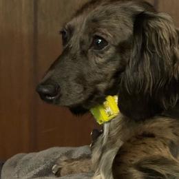 Jellybean - Dachshund