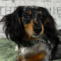 Dachshunds from The Weenie Hut
