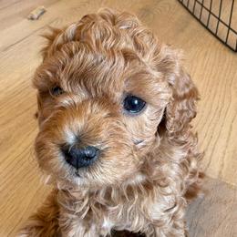 Bodhi - Red male Cavapoo puppy in Sedona, Arizona from Sedona Ranch Microdoodles