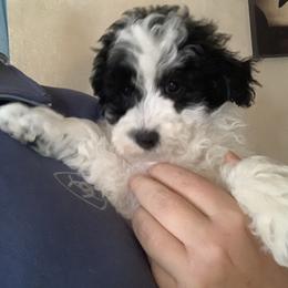 Blaze - Parti male Poodle puppy in Haddam, Kansas from Golden B Acres