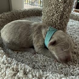 Aqua collar - Silver gray male Weimaraner puppy in Sauk Centre, Minnesota from Minnesota Weimaraners