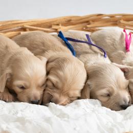 Hubble - Cream male Dachshund puppy in South Laurel, Maryland from Dainty Cream Doxies