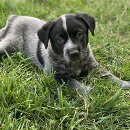 Australian Cattle Dog Puppies from Quarter Acre Farms