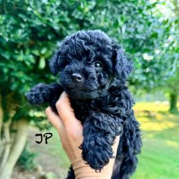 JP - Black male Poodle puppy in Dardanelle, Arkansas from Country Acre Poodles