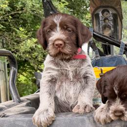 Pink Boy - Brown and gray male Wirehaired Pointing Griffon puppy in Sheldon, Vermont from Ole Poor Farm