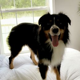 Cj  - Australian Shepherd
