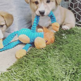 Pembroke Welsh Corgi Puppies from Milton Corgis