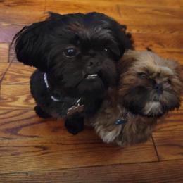 Shih Tzu Puppies from LaDawn’s Little Lions